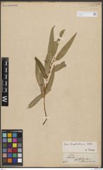 Foto von Salix bonplandiana Kunth